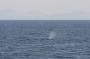 Baja05 - 003 * You can identify by the angle of the blow that this is a Sperm whale. You can also tell that it is traveling to the right. Learn more about the whales we saw at http://www.acsonline.org/factpack/index.html